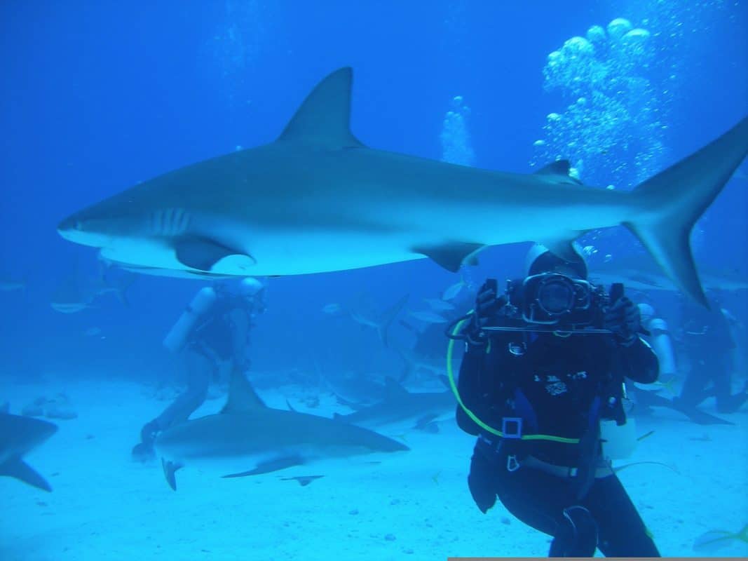 Voyage aux Bahamas Nage avec les requins